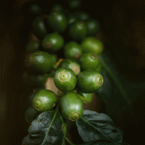 Green Coffee Berry