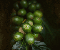 Green Coffee Berry